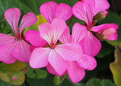Geranium Fiesta